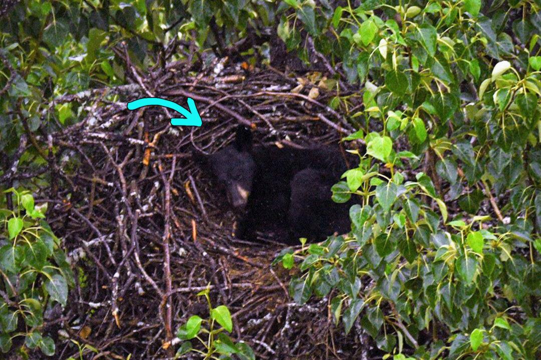 Black Bear Spotted Napping in a Bald Eagle’s Giant Nest on Alaska Military Base