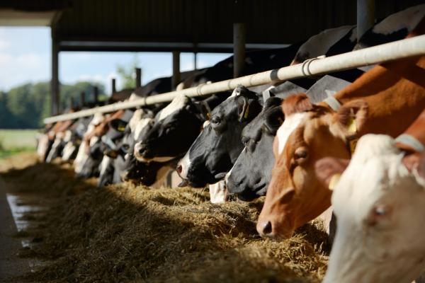 A farmer collects fresh raw milk from cows in De Lutte, Netherlands, on July 29, 2023. (Pierre Crom/Getty Images)