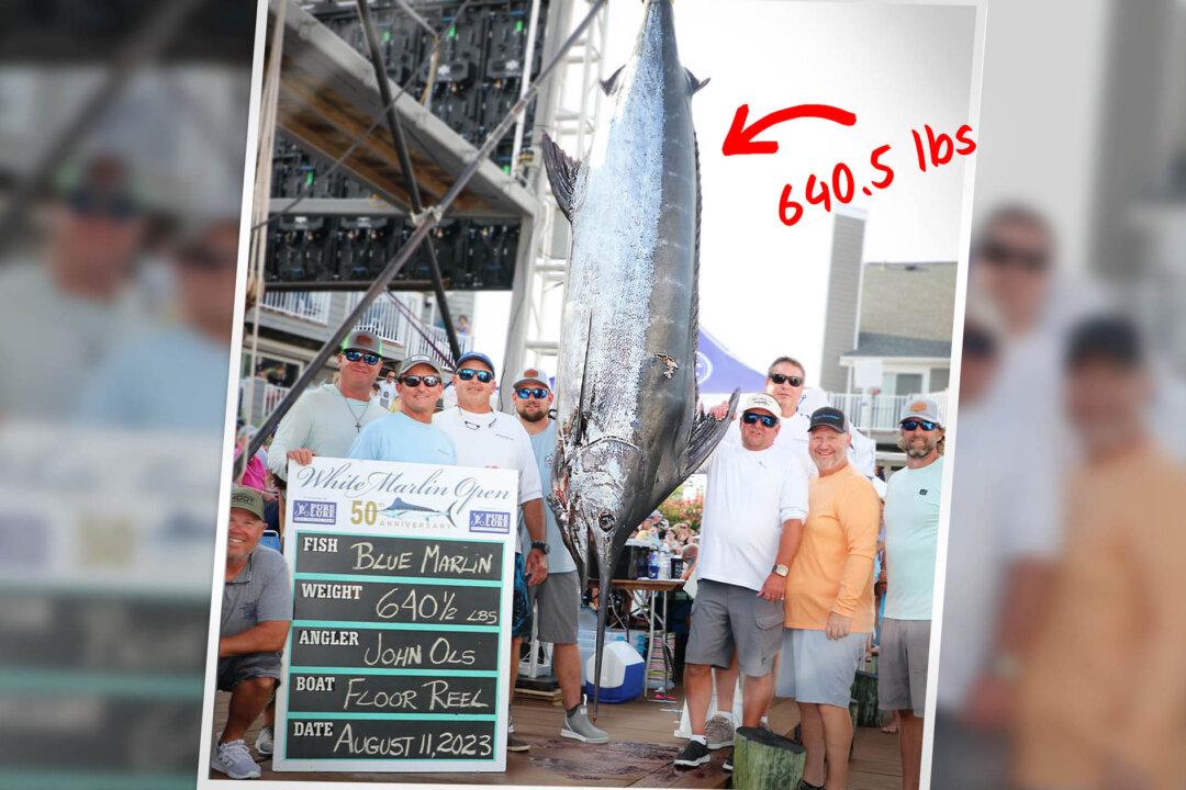 Angler Reels in 640-Pound Marlin For Multi-Million World Record-Breaking Payout—Here’s How Much