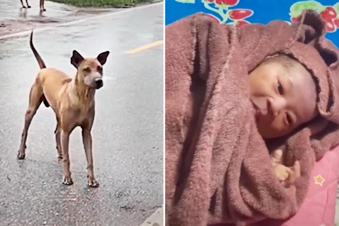Heroic Dog Saves Newborn That Was Abandoned at the Front Door of a Home