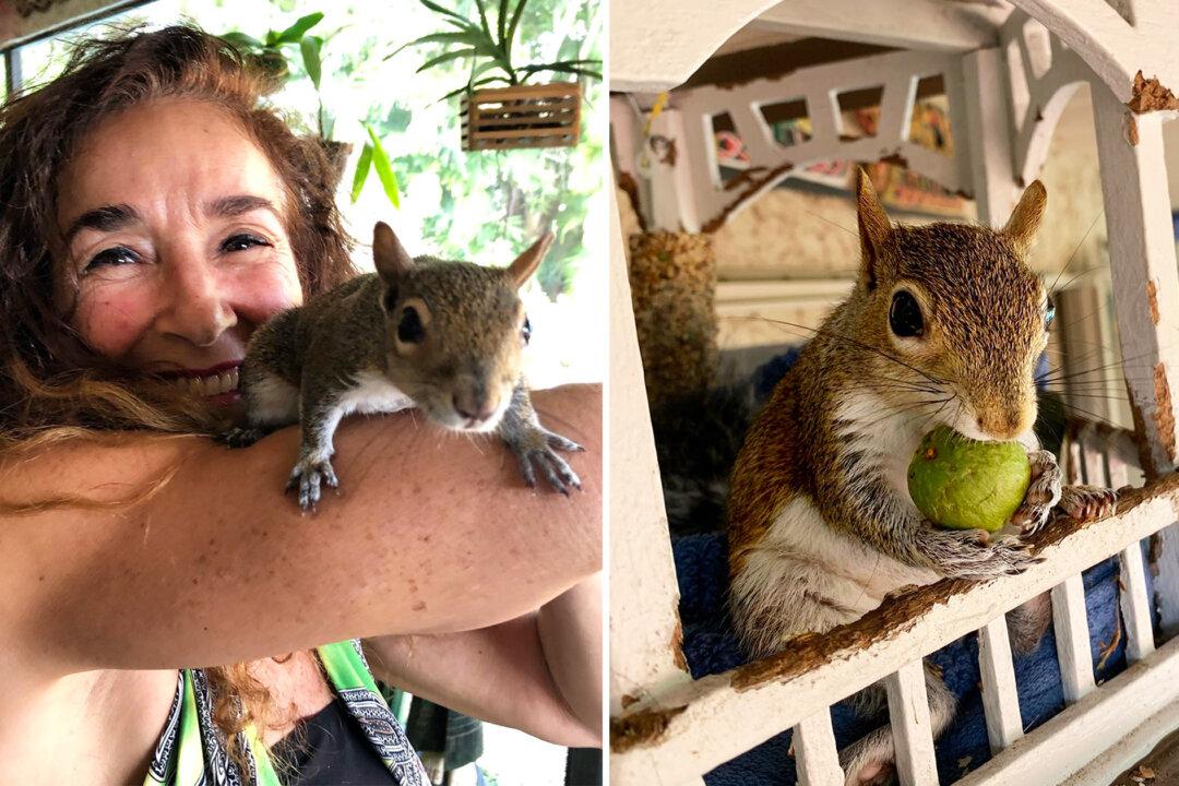 VIDEO: Rescued Squirrel Loves Visiting Florida Family Who Saved Him—Just to Hang Out and Make Mischief