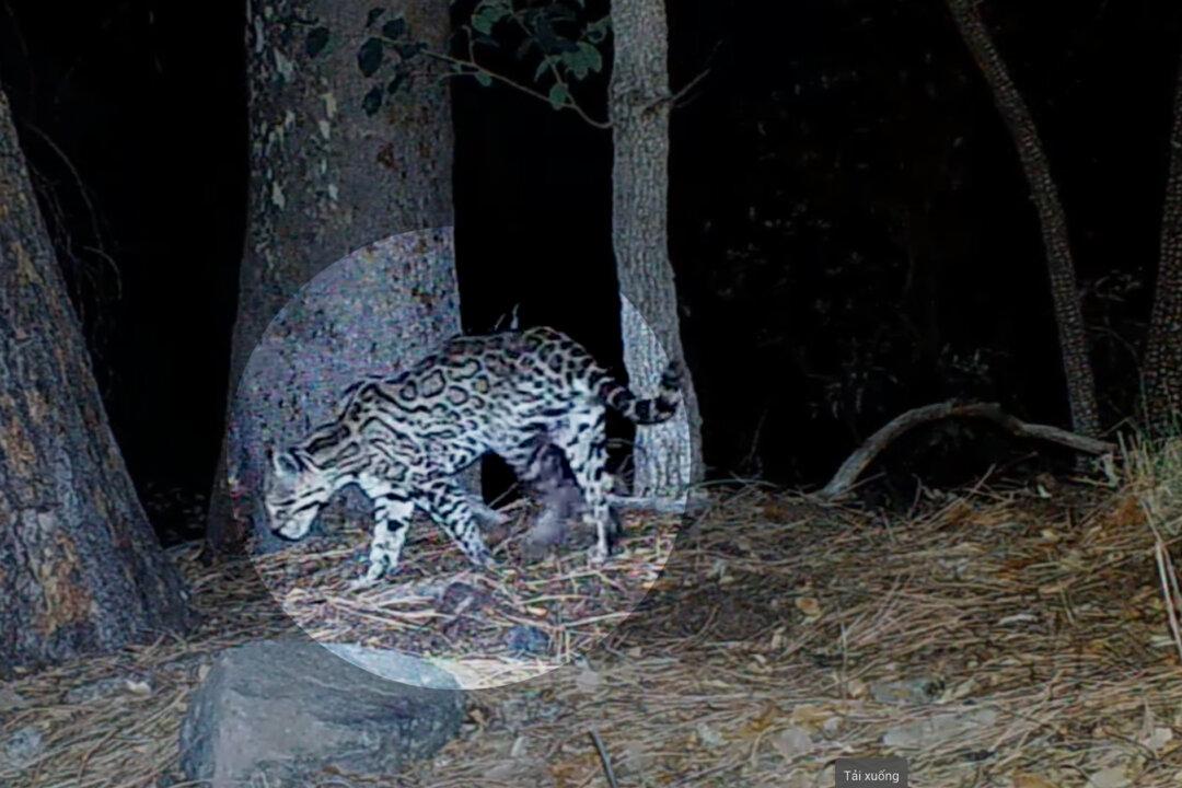 Hobbyist Photographer Captures Arizona’s Only Known Rare, Endangered Ocelot on Trail Cameras