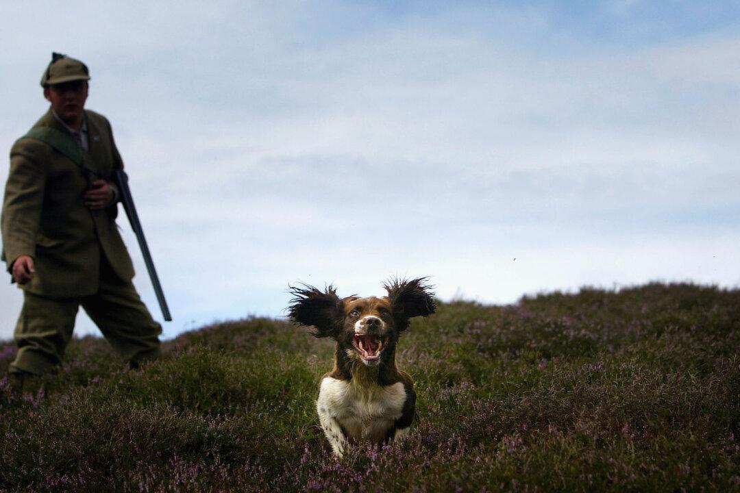 Campaigners Tell Scottish Government Banning Snares Could Devastate Rare Species