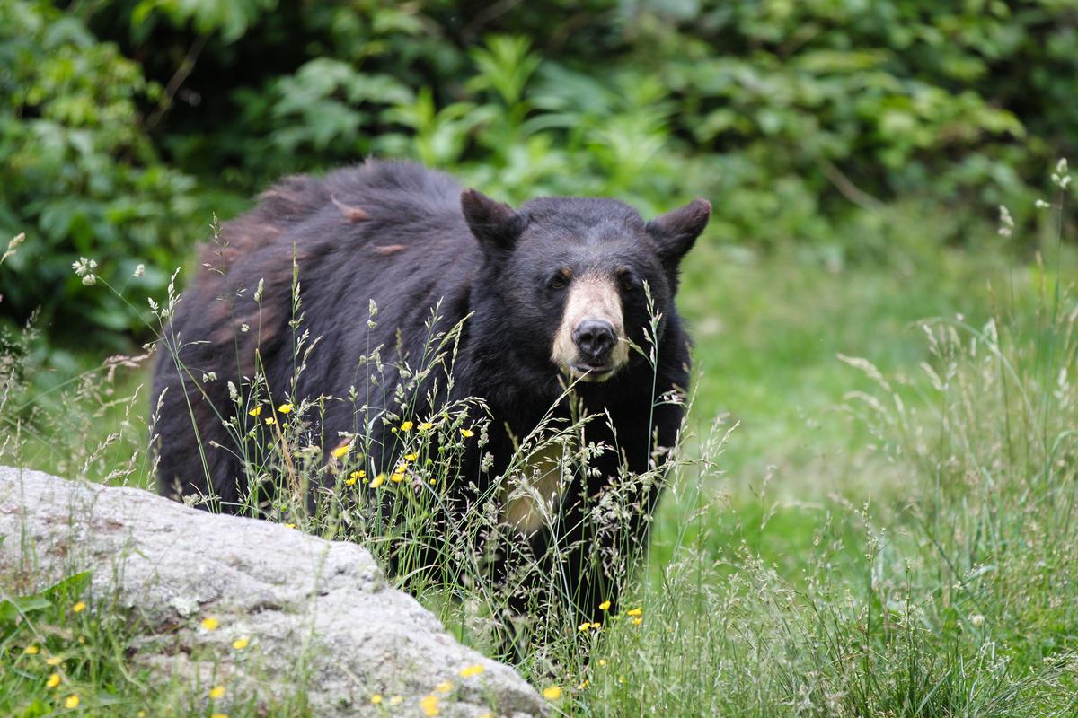 Northern California Town Grapples With Problem Bears, One of Them Deadly