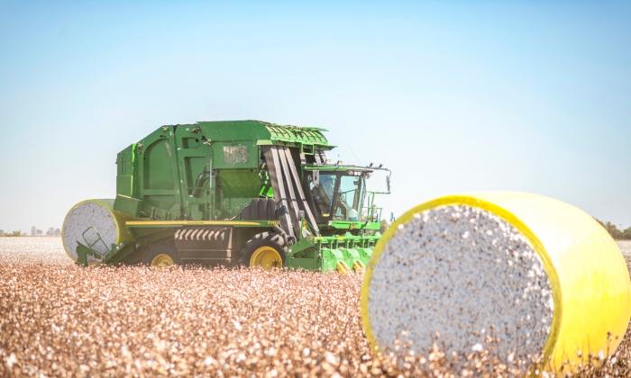 Why America’s Pima Cotton Is the Most Prized in the World