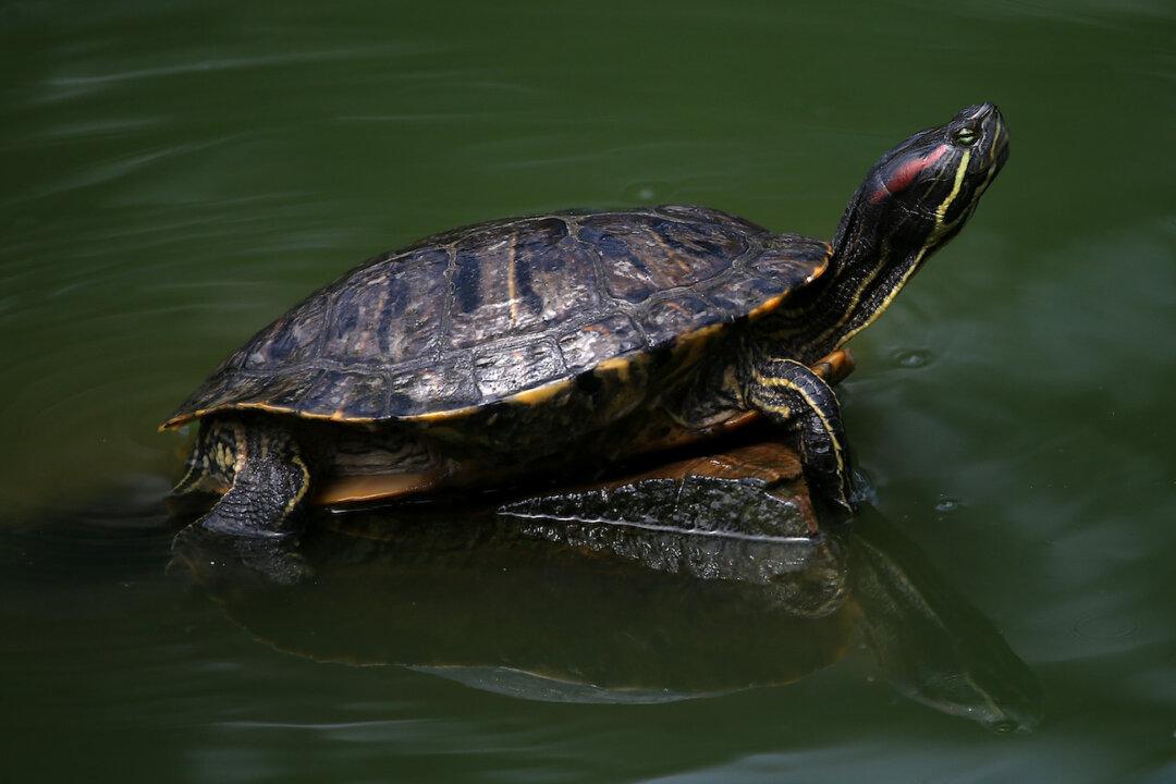 Tahoe City Man Pleads Guilty to Smuggling Newts and Turtles Into the US