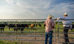 Ranchers Take Stand Over Proposed USDA Electronic Chip Mandate