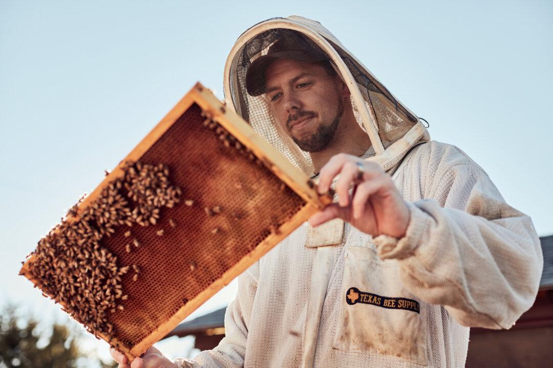 So You Want to Be a Beekeeper? What You Need to Know