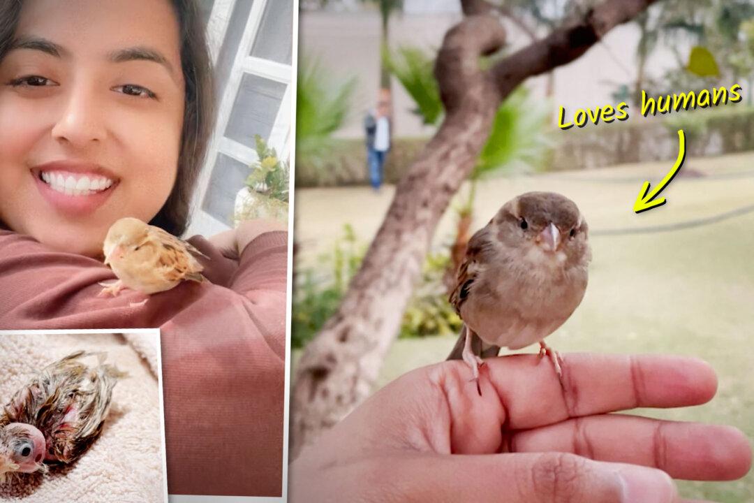 Woman Finds Featherless Baby Sparrow Shivering on Pavement, Takes Her Home—Now Bird Loves Humans