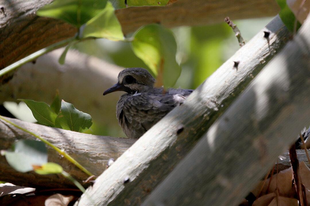 Birdwatching Includes Bird-Listening. How to Connect With Nature by Recording Birdsong