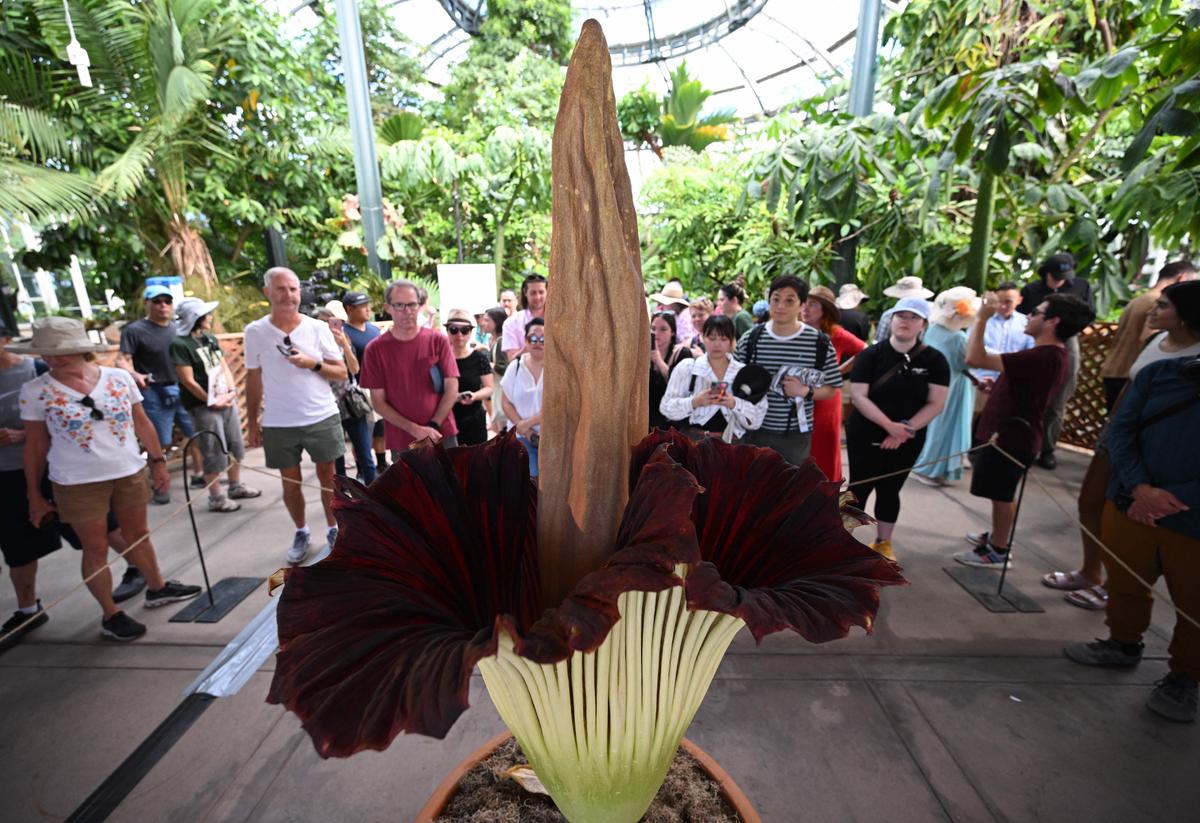 World’s Largest and Stinkiest Flower Blooms at Huntington Botanical Gardens