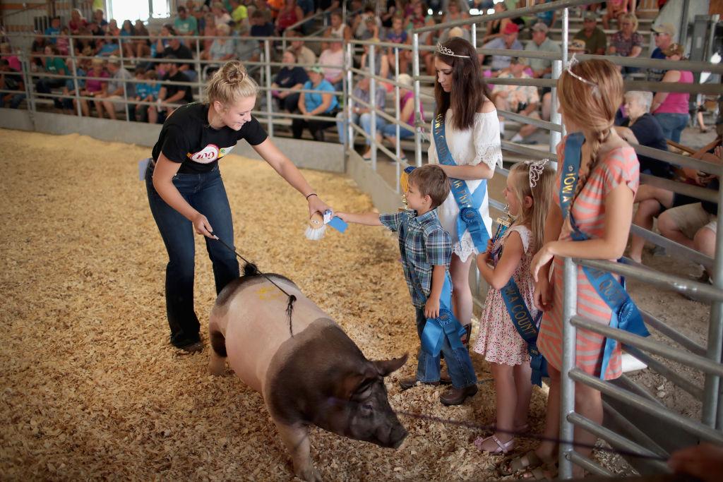 The Sweet and Secret Influences of Our State and County Fairs