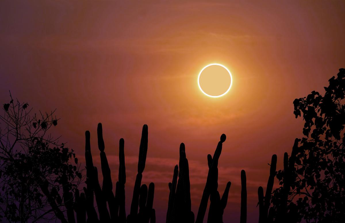 An annular solar eclipse viewed above cacti in a desert region. (Darkfoxelixir/Shutterstock)