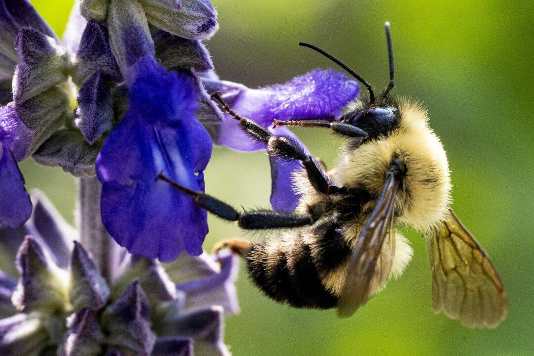 5 Million Bees Fall Off Truck, Drivers Told to Keep Windows Closed: Halton Police