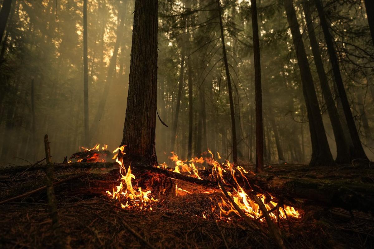 BC Man Ordered to Pay $450,000 Over 2019 Wildfire Triggered by Debris Burn