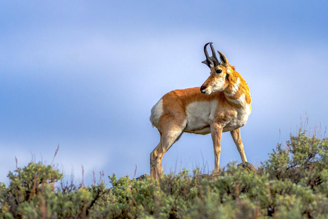 When It Comes to Wildlife Viewing, South Dakota’s Custer State Park Even Beats Yellowstone
