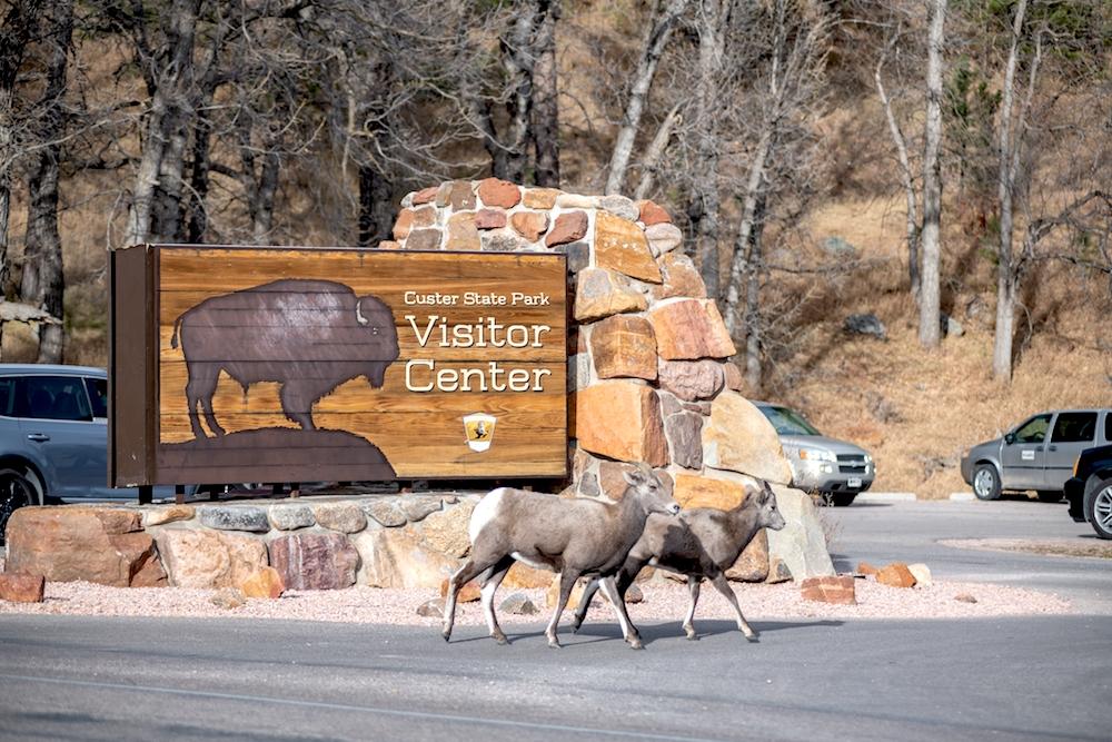 Bighorn sheep in Custer State Park, South Dakota. (Michael Gordon/Shutterstock)