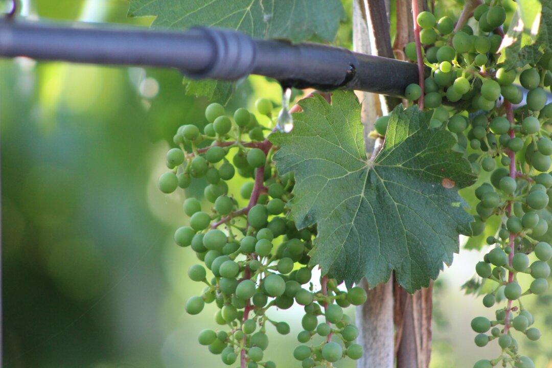 Garden Grapes and Spiders