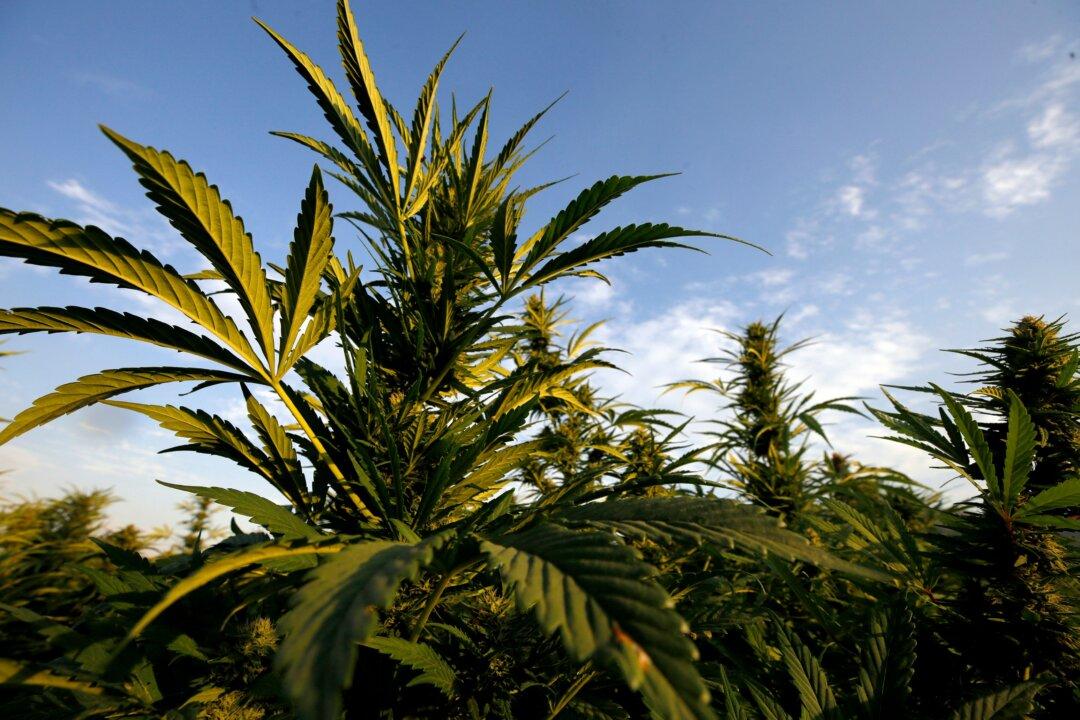 Marijuana Use Increases Risks of Heart Failure, Stroke, Heart Attack: Study