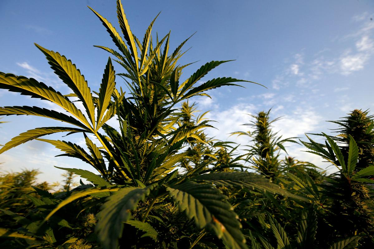 Cannabis Users Have Higher Levels of Toxic Heavy Metals in Their Bodies: Study