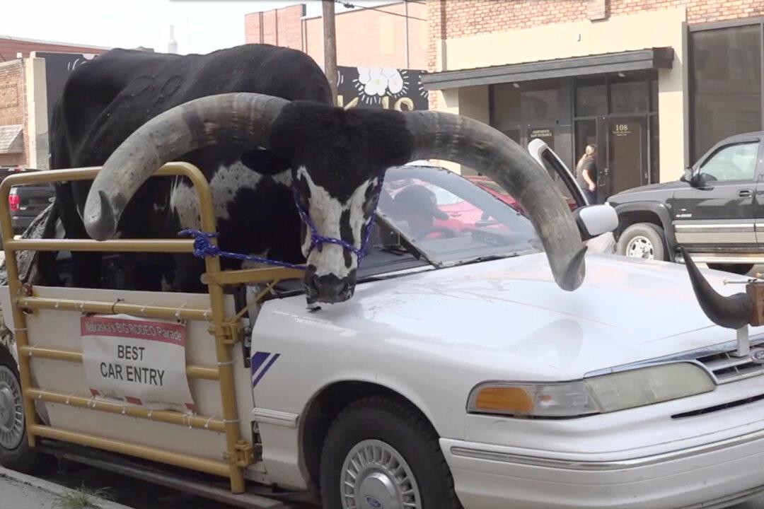 Police Stop Nebraska Man for Bucking the Law With a Bull Riding Shotgun in His Car