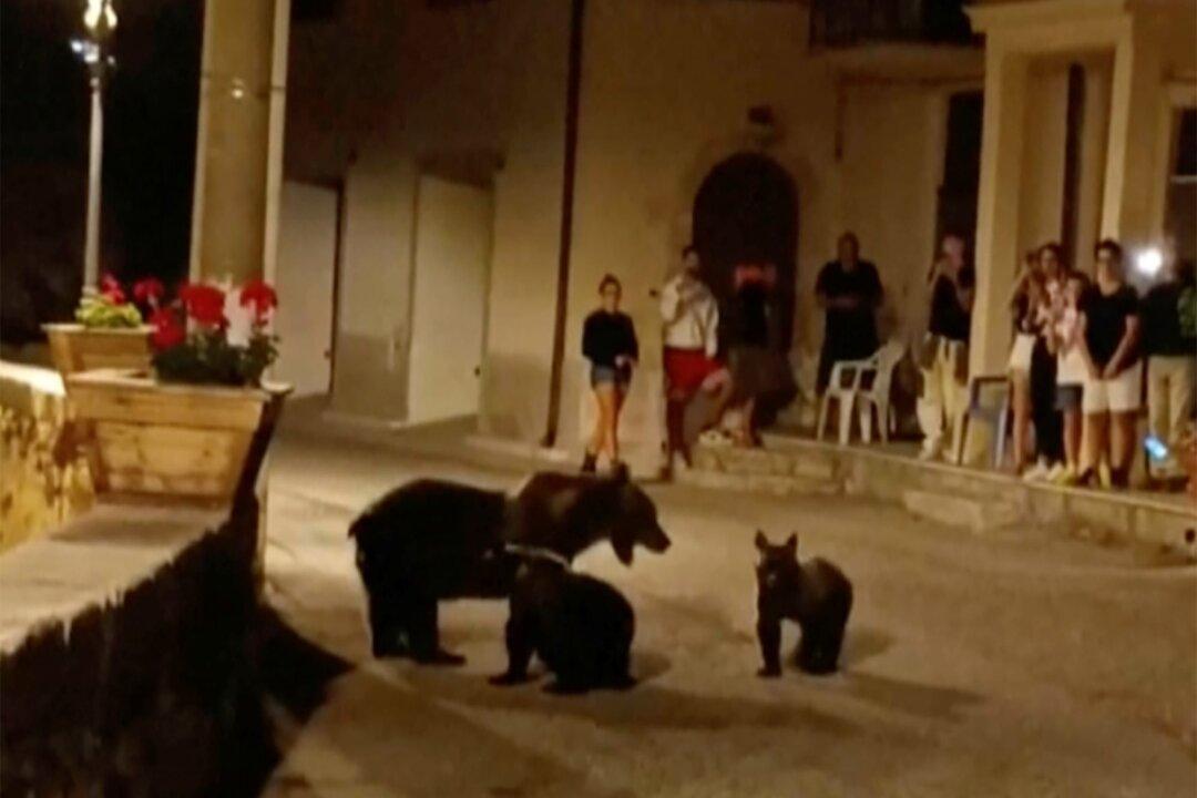 Shooting of a Brown Bear Leaves 2 Cubs Motherless and Sparks Outrage in Italy