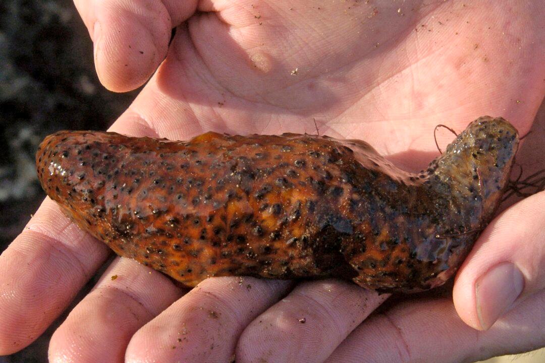 Traffickers Plead Guilty to Smuggling Over $10,000 in Endangered Sea Cucumbers