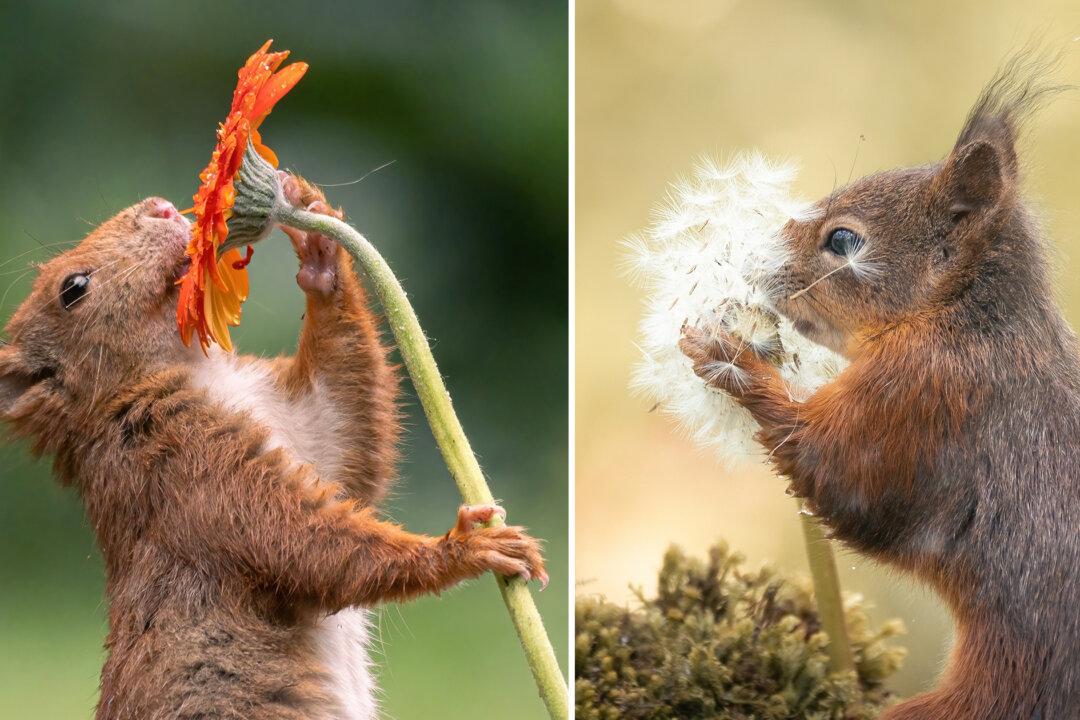 Photographer Captures Adorable Photos of Squirrels Stopping By to Smell the Flowers