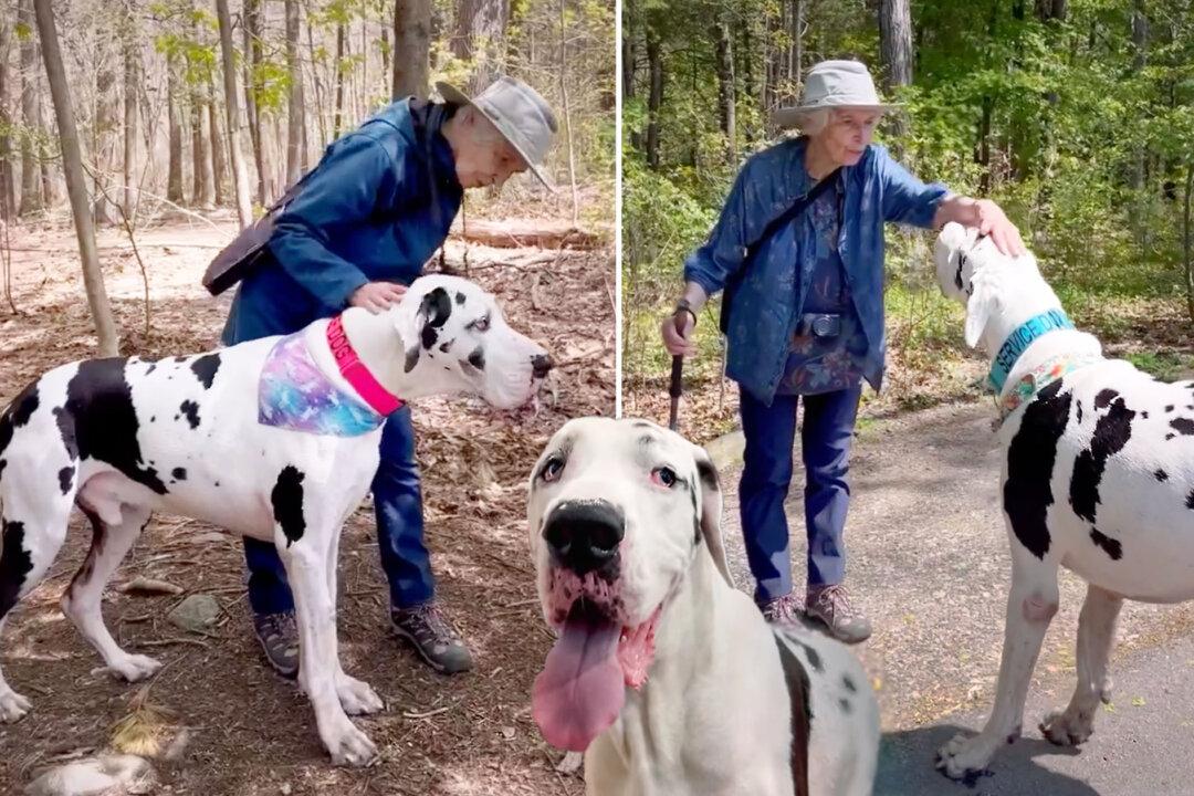 Giant Great Dane Falls in Love With Grandma on Hiking Trail—And Their Bond Is Heart-Melting