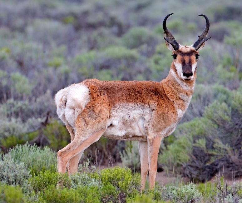 ‘Exploring the Neighborhood Pronghorn Community’