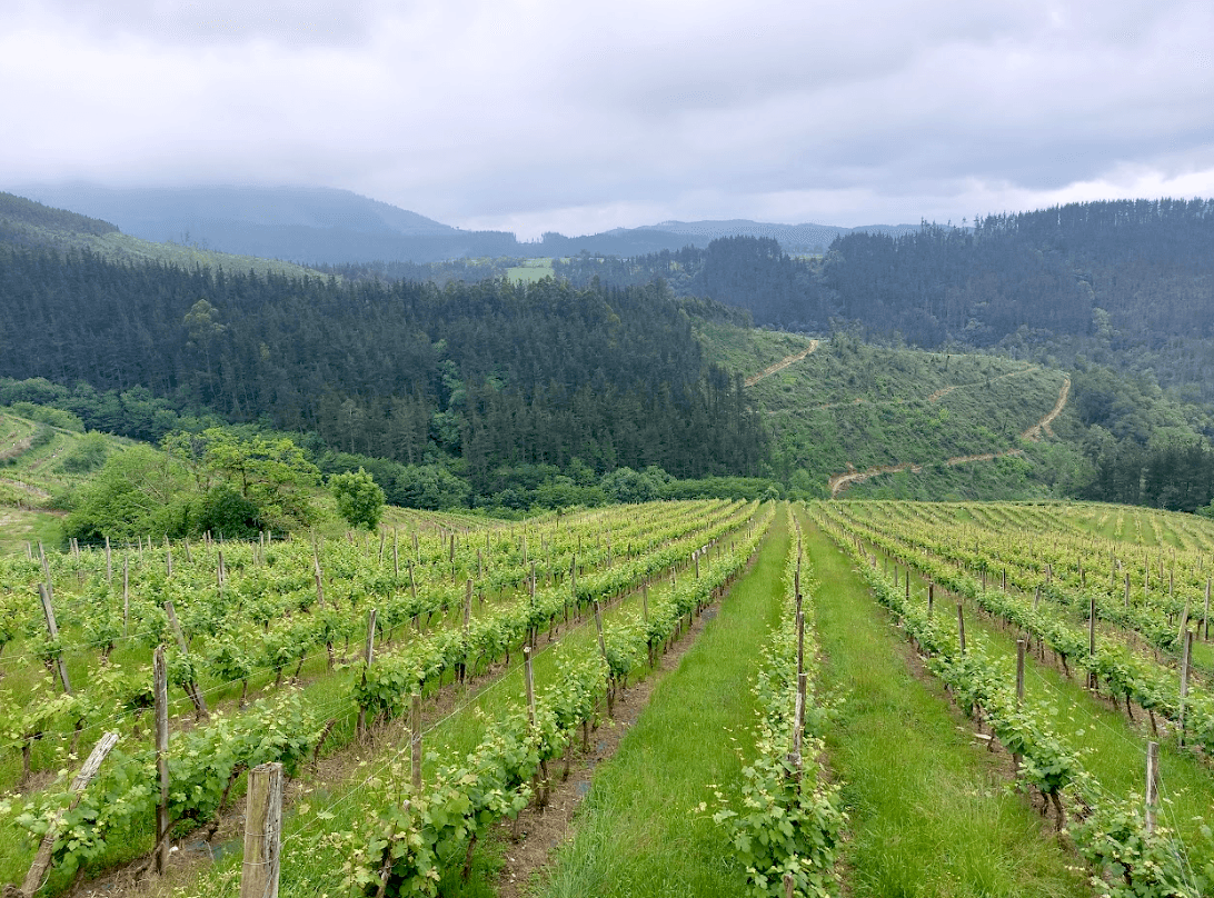 The sloping vineyards at Bodega Berroja. (Kevin Revolinski)