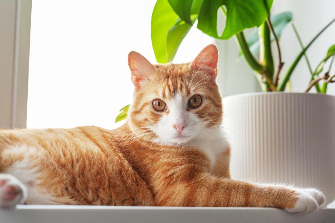 Secondhand Vaping Harmful to Pets