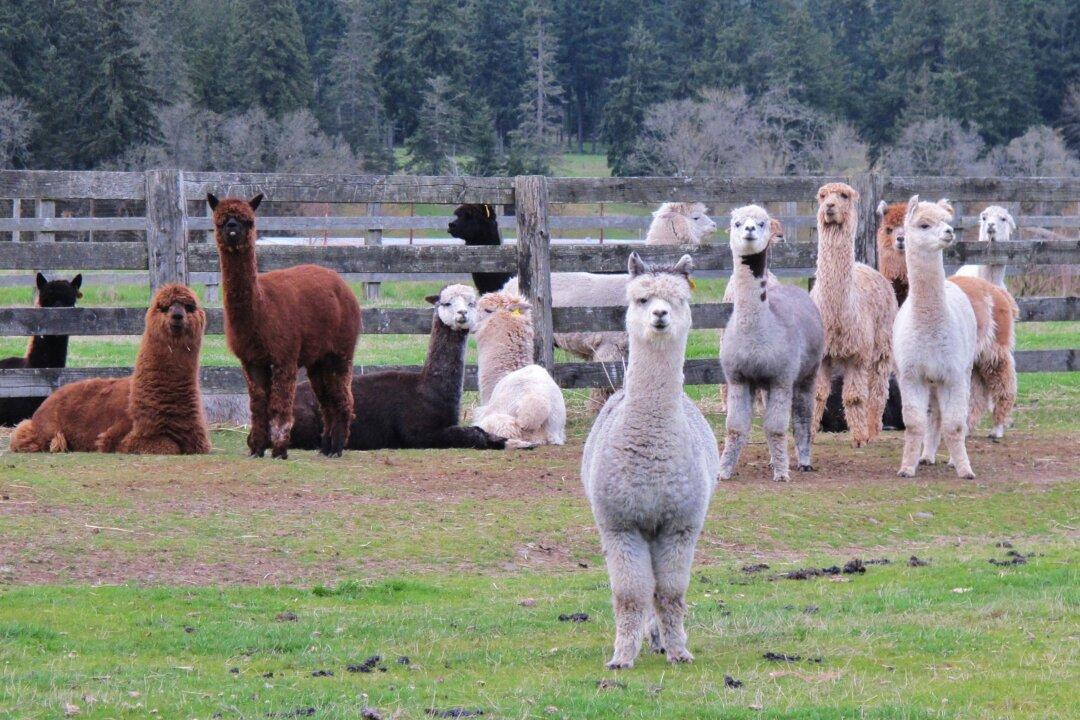 Colorado Alpaca Farm Offers Overnight Stays That Bring Laughter, Joy, Healing