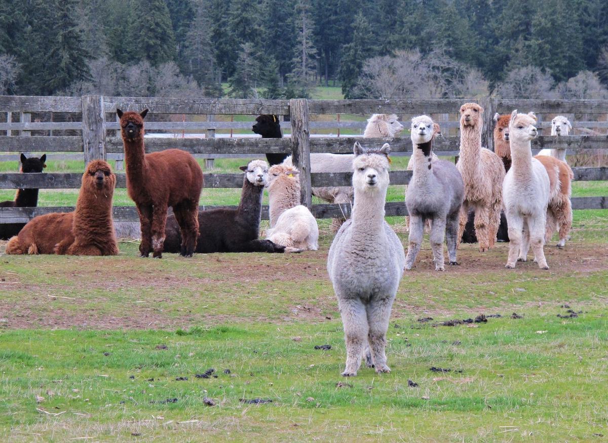 Colorado Alpaca Farm Offers Overnight Stays That Bring Laughter, Joy, Healing