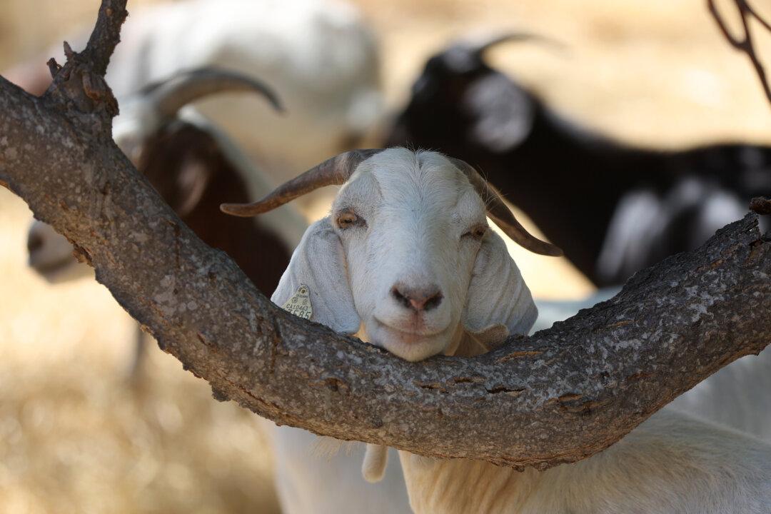 California Goat Herders Hope to Avoid Shutdown With Budget Trailer Bill