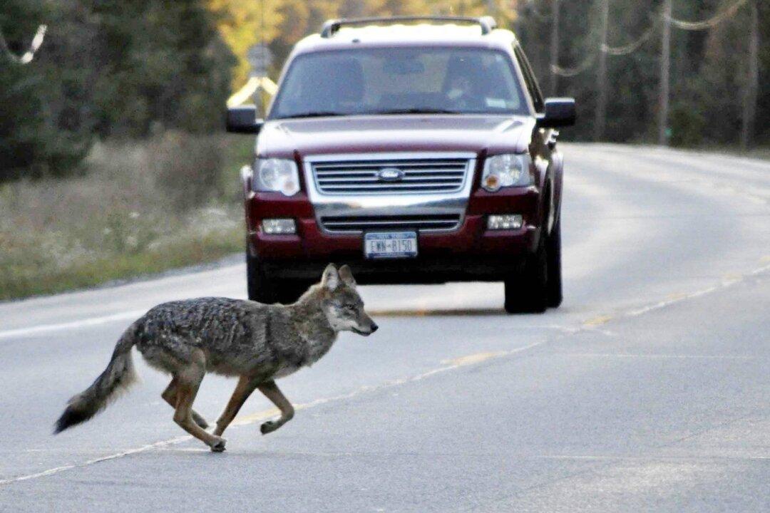 NS Park Officers Kill Coyote That Chased Bike, Search for Another That Bit Rider