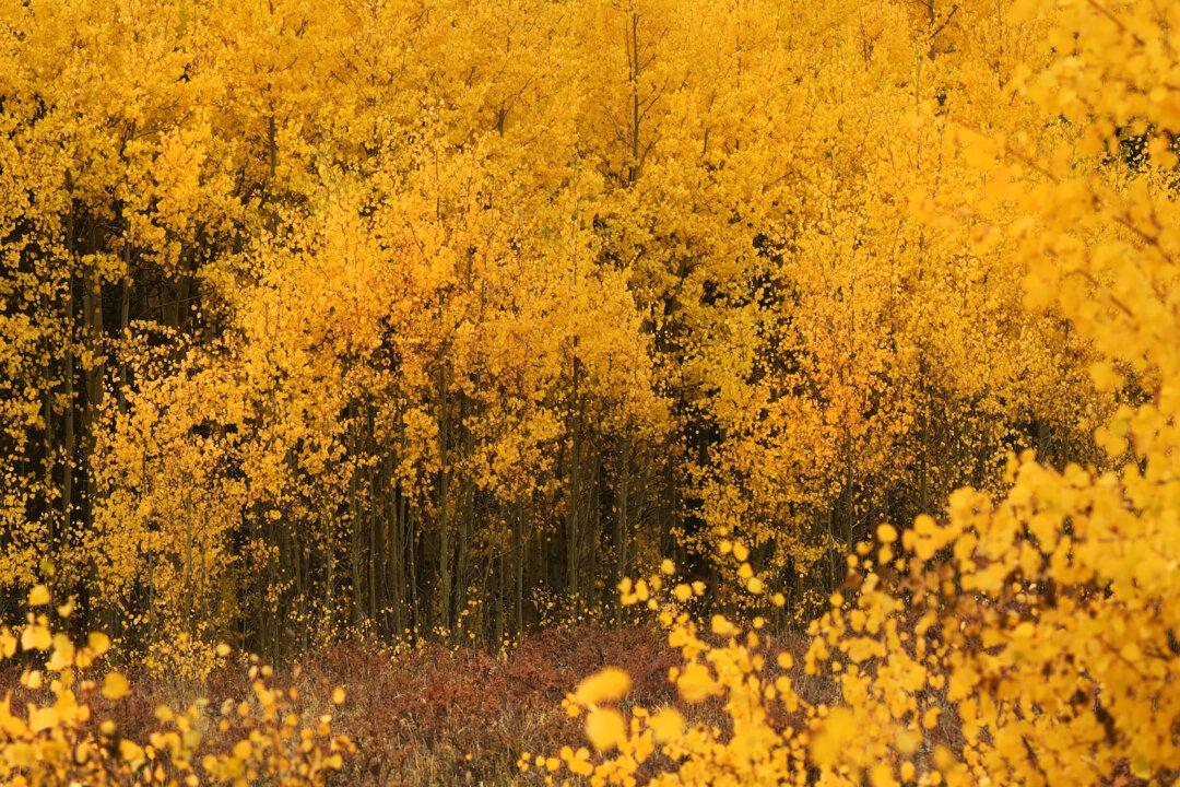 Here’s What to Expect for Colorado’s Fall Colors