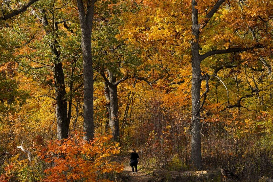 Weather Network Forecasts ‘Fickle Fall’ in Canada With Season to Start Cold, End Mild