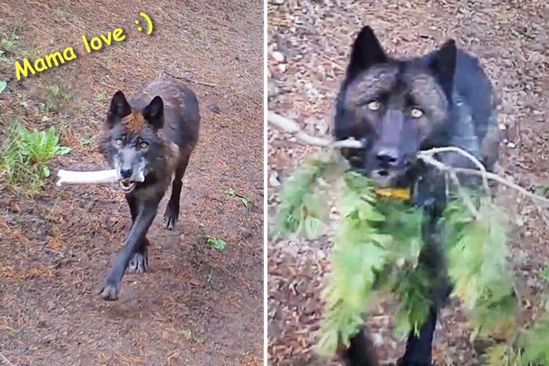 VIDEO: Wolves Bring ‘Toys’ for Hungry Pups to Keep Them Entertained in Absence of Food