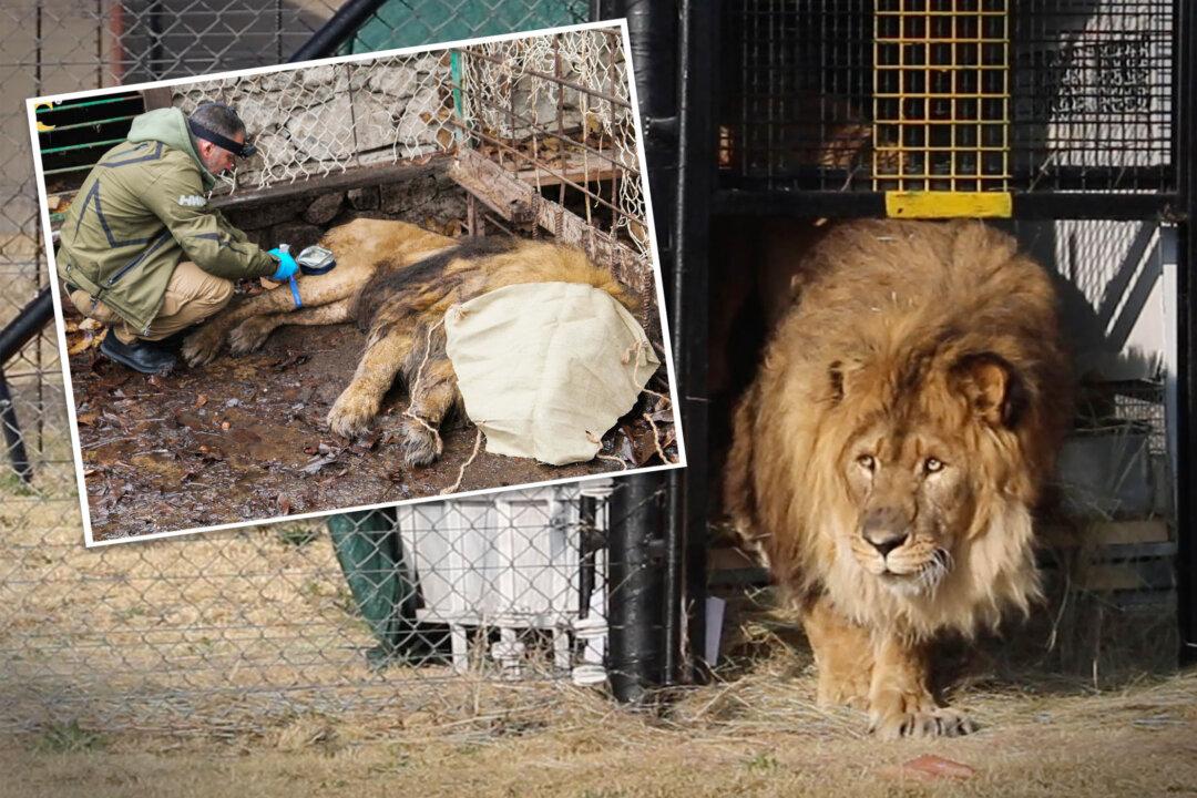 Remember the World’s Loneliest Lion Rescued From a Cage After 15 Years? He’s Finally Home: VIDEO