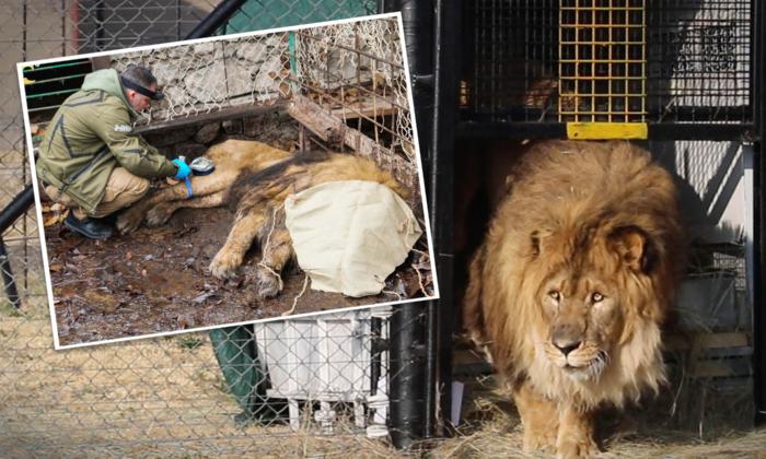 Remember the World’s Loneliest Lion Rescued From a Cage After 15 Years? He’s Finally Home: VIDEO
