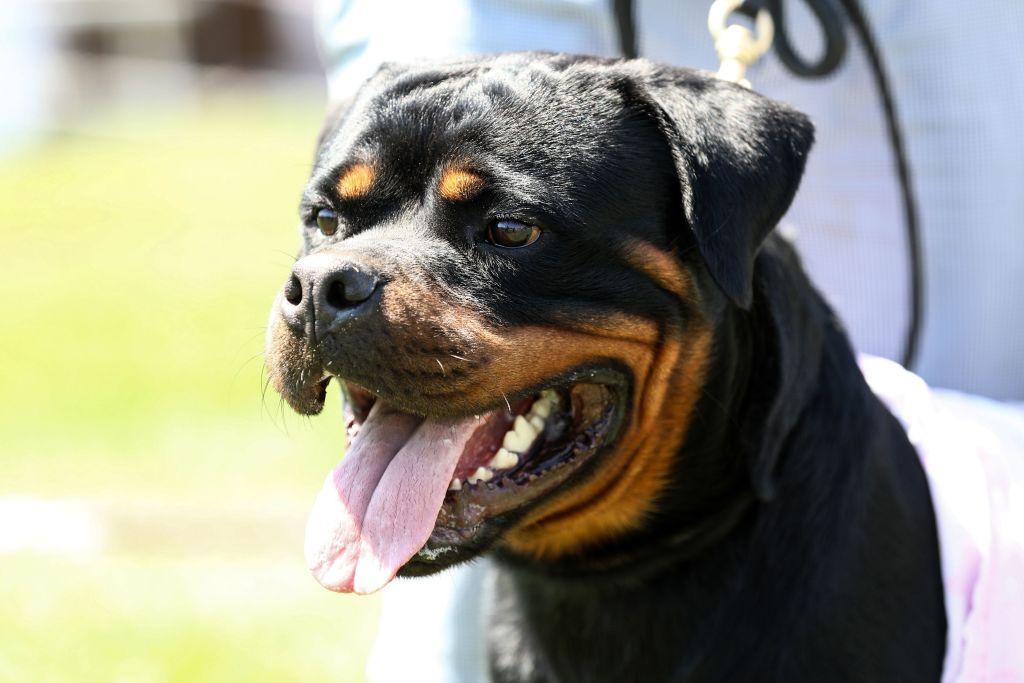 Queenslanders Face Jail and Fines for Serious Dog Attacks