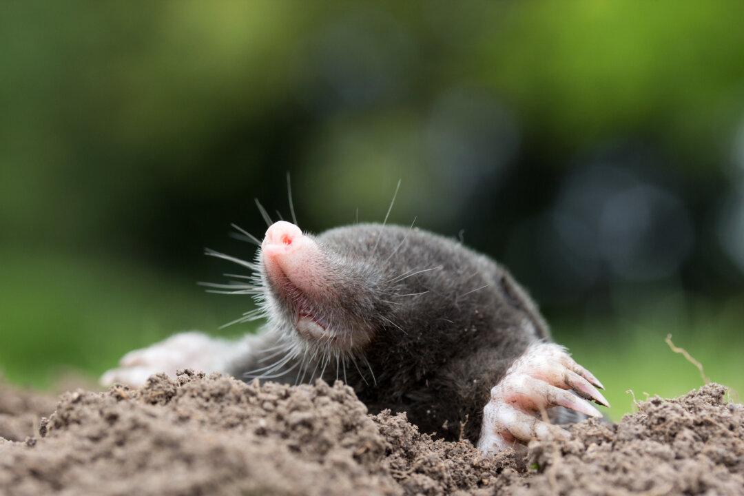 How to Safely Get Rid of Moles