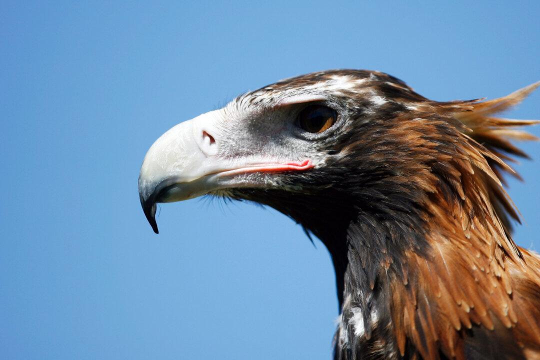 Over 300 Endangered Eagles Killed or Injured by Wind Turbines in Tasmania: Study