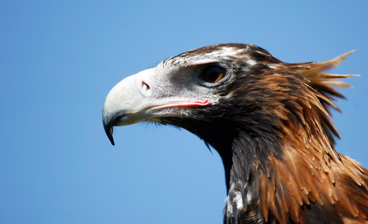 Over 300 Endangered Eagles Killed or Injured by Wind Turbines in Tasmania: Study