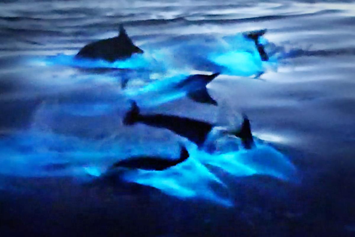 VIDEO: Magical Moment California Dolphins Glow Blue in Bioluminescent Waters