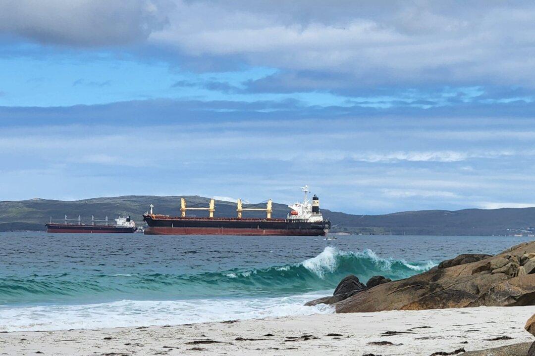 Stranded 30-tonne Sperm Whale Dies at Western Australia Beach