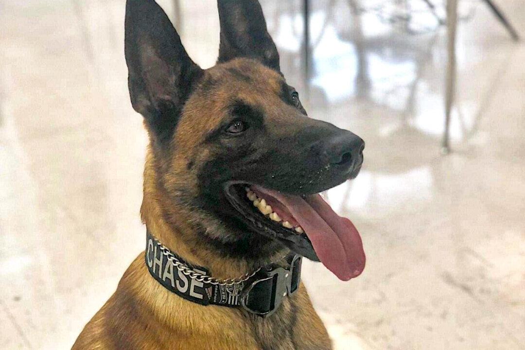 Former West Virginia Police Officer Sentenced to 6 Months Jail Over Disappearance of K9