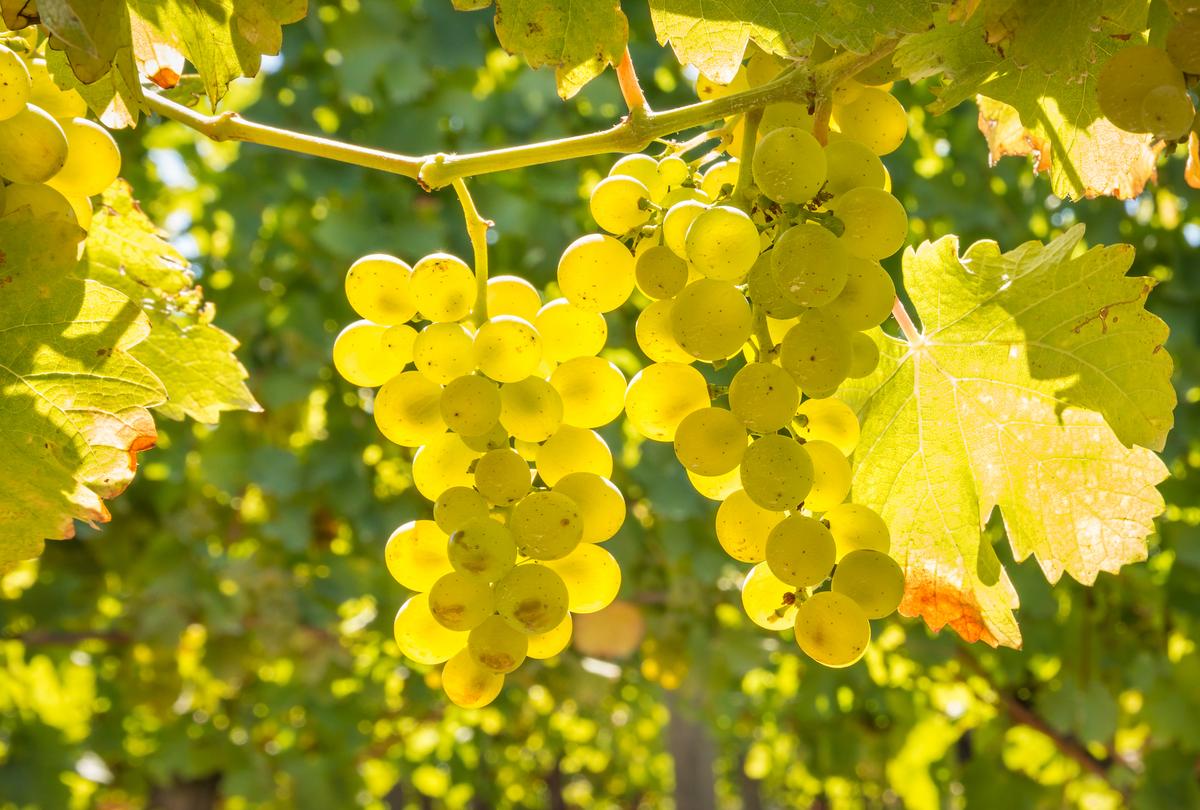 Sauvignon Blanc Is Hot