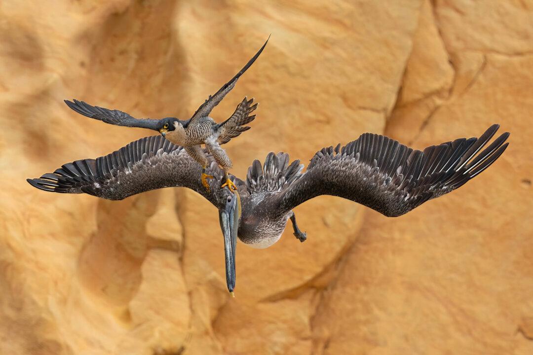 PHOTOS: See the Most Stunning Birds From the Winners of Bird Photographer of the Year 2023